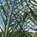 Palma kráľovská (Syagrus Romancoffianum) - výška kmeňa: 70-100 cm, celková výška: 220-260 cm, kont. C35L (-2°C)